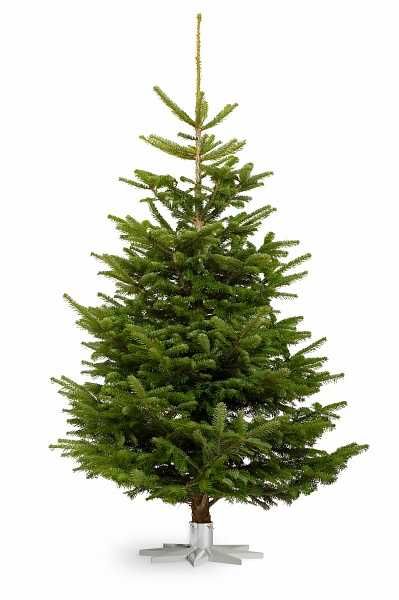 Ёлка живая Живая ель 1.5 м • Свежая • Доставка по Алматы