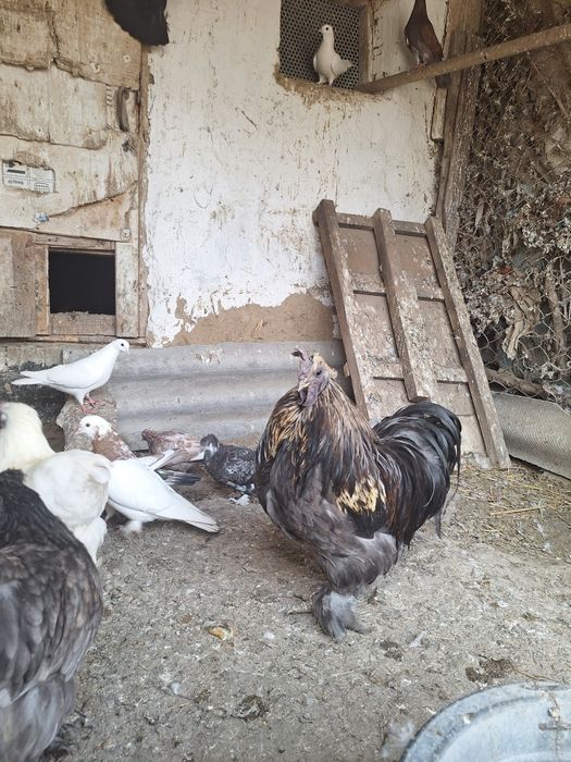 Петух карликовый