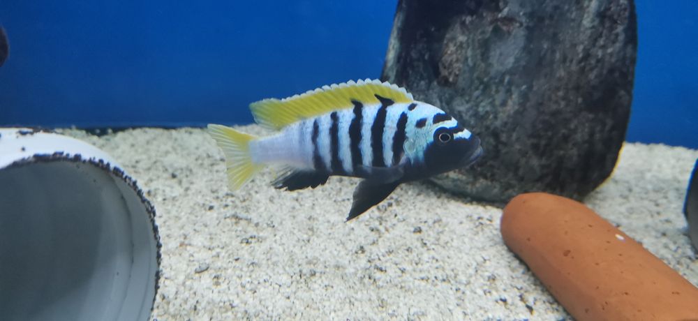 Рибки Африкански цихлиди