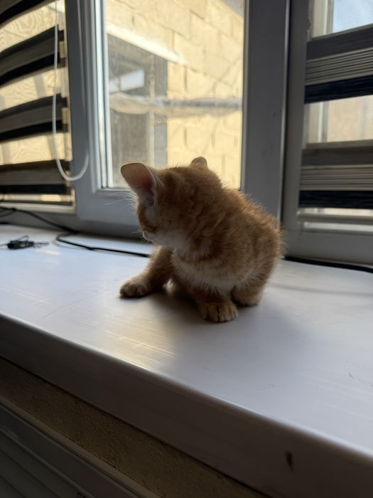 Отдам котят майкудук