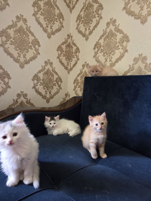 Котята в хорошие руки