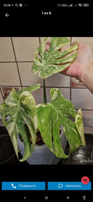 Монстера легаси ( макушка)