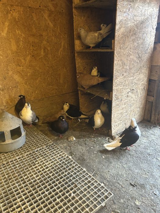 Jucatori de galati si voltati