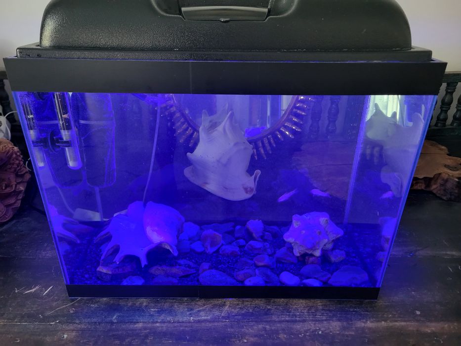 Аквариум с рыбками