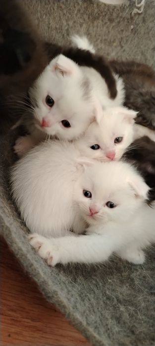 Белые шотландские котята