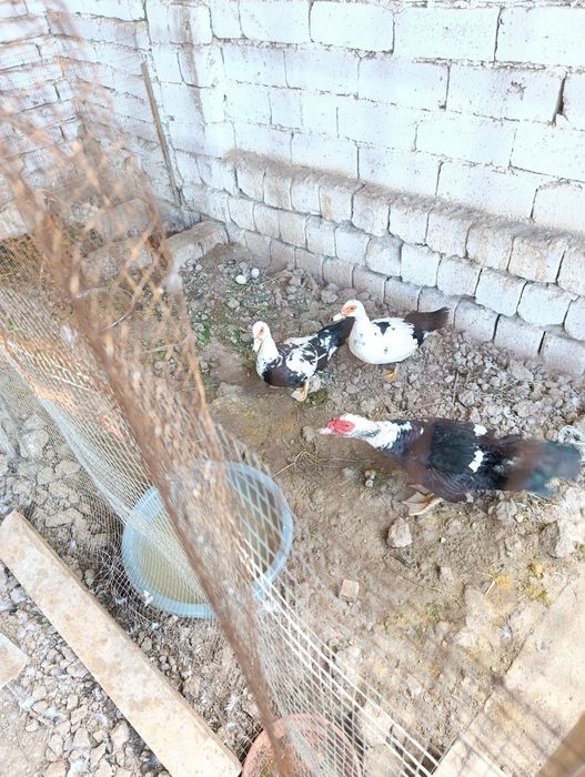 Almashaman lndiutkalar 3 makyon 1 ta xuroz tuxumda barch