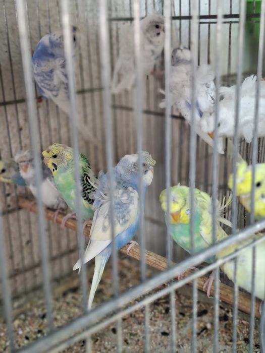 Perusi hogoromo si rainbow