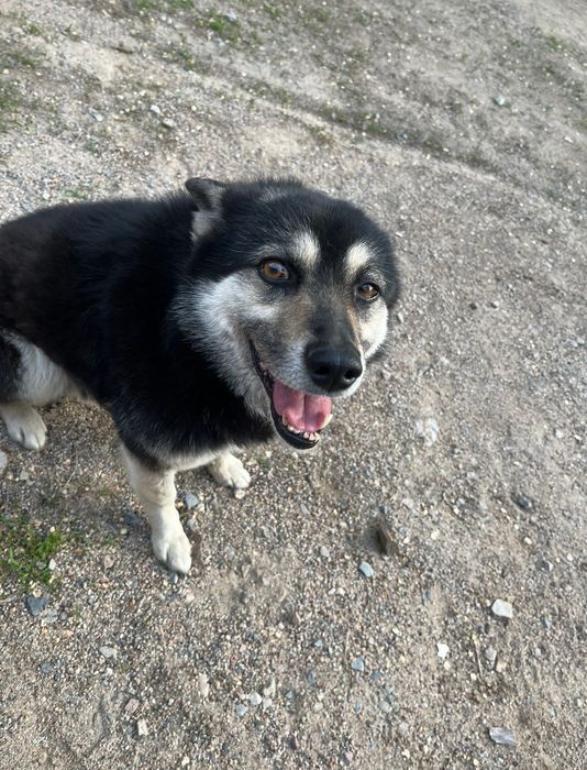 Пропала собака 2 января