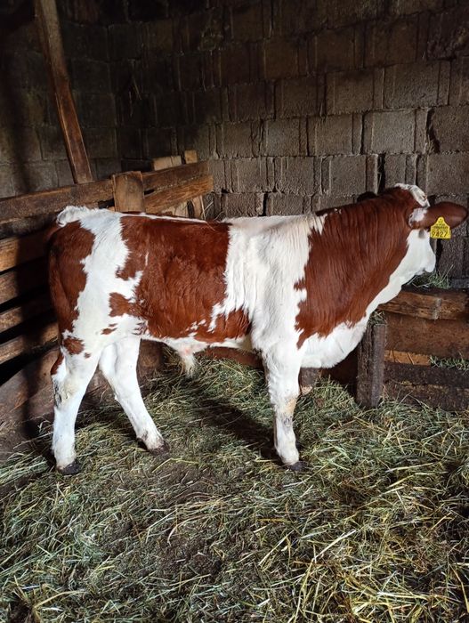 Vând vițel mascul