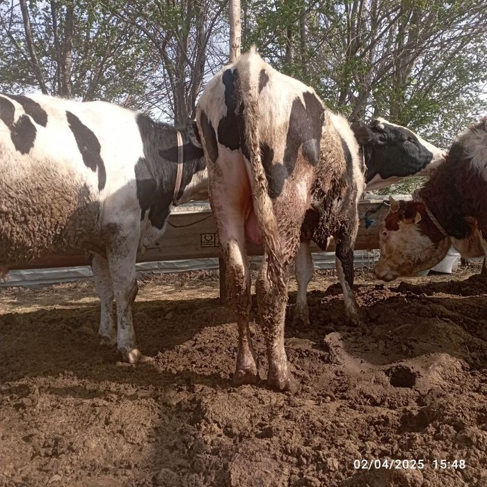 Buqalar sotiladi. Smental