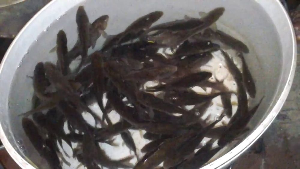 Продам Живец 50тг