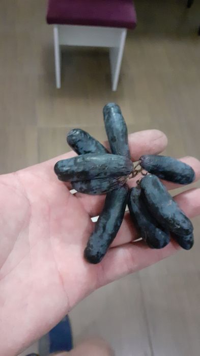 Саженцы винограда