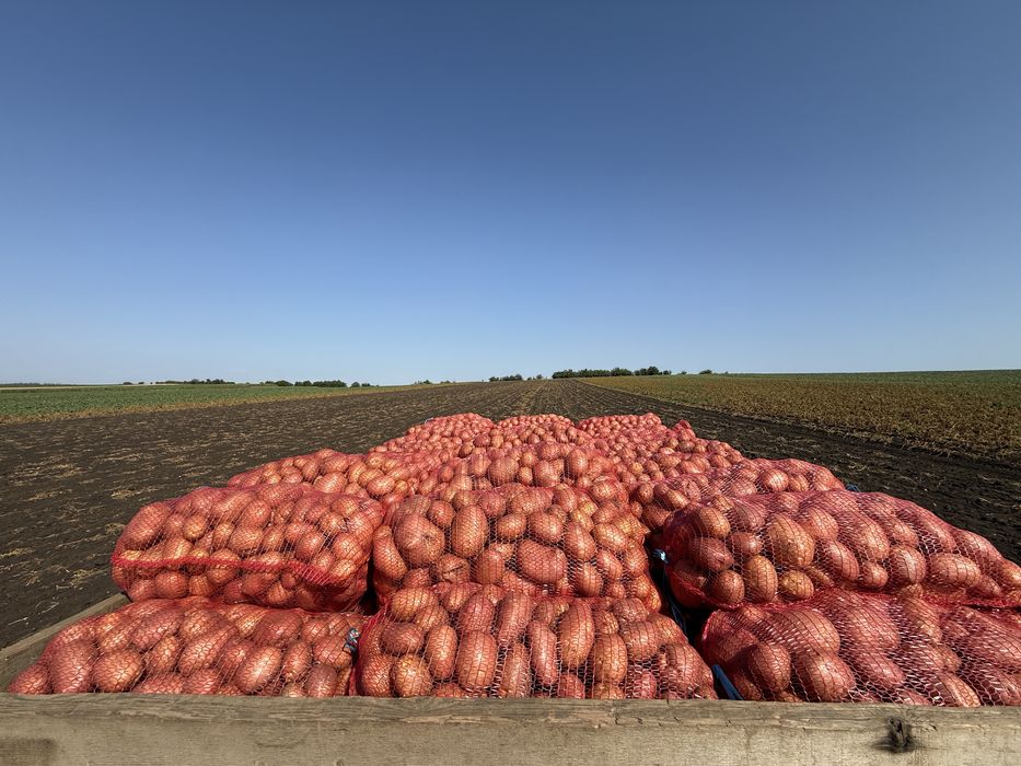 Cartofi de consum si samanta