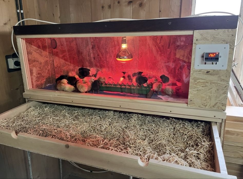 Maternități creștere pui