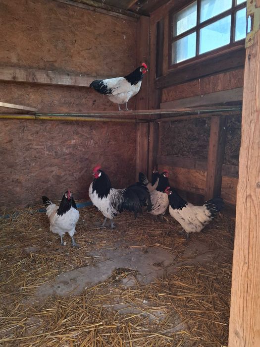 Gaini lakenvelder de vanzare