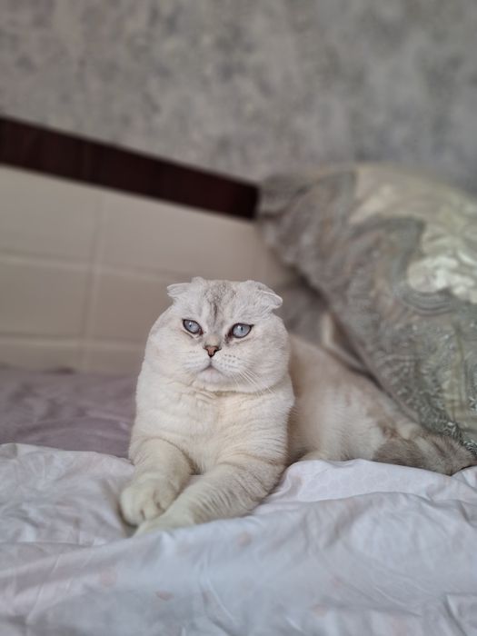 На вязку Шотландец Банни приглашает не агрессивных кошек