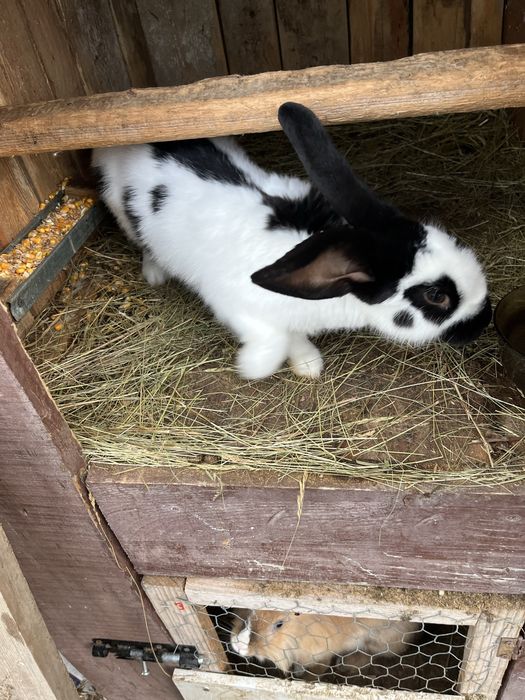 Iepuri fruturii 6 luni