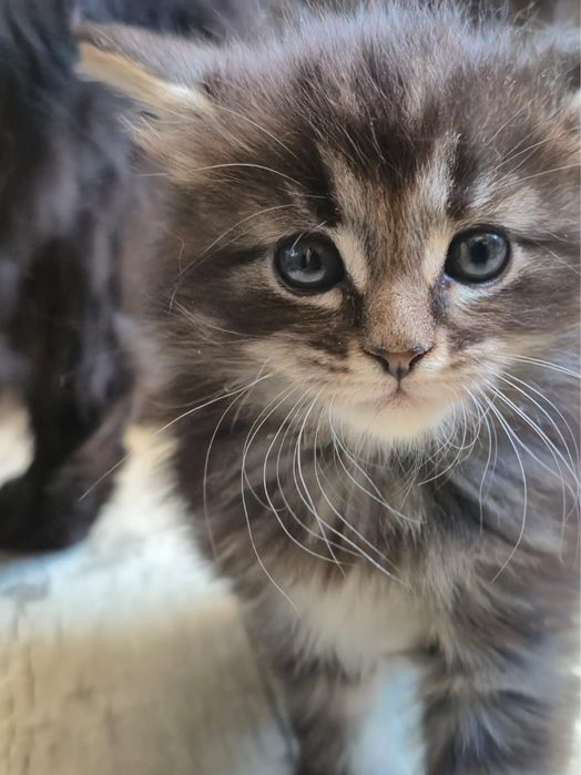 Котенок Мейн кун