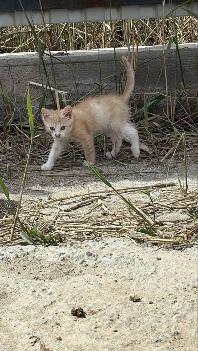 Скоттиш страйт продаю