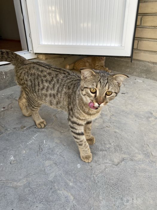 Котята в доьрые руки