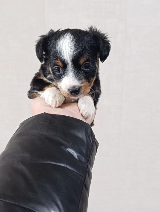 Продаю Щенков  пинчера 2 девочки 2 мальчика