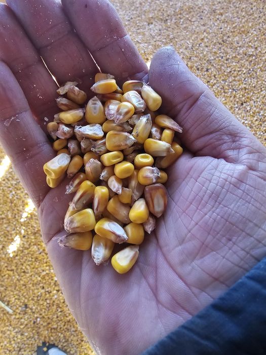 Vand porumb recoltat 2026