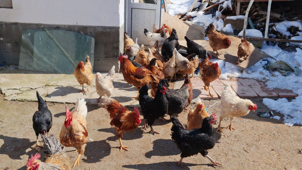 Куры разных породы