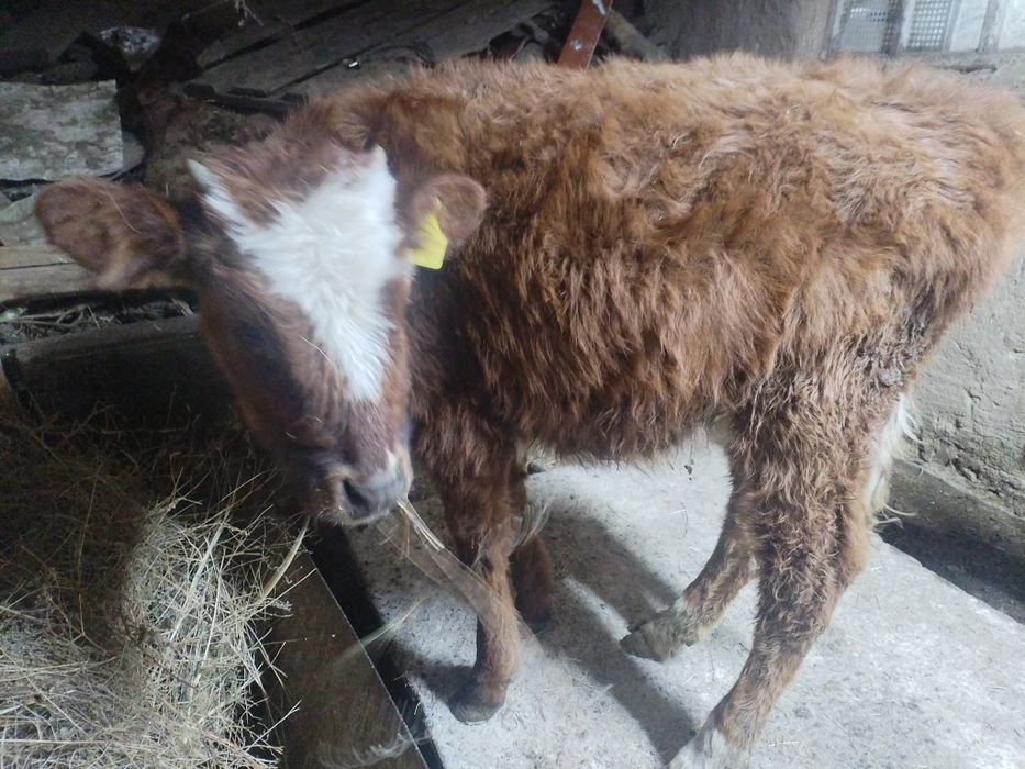 Бычок и телочка 11месяцев