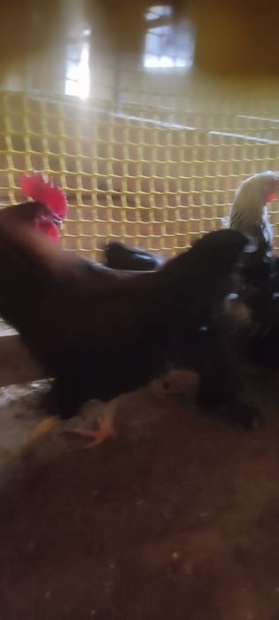 Прадам куры и петухов