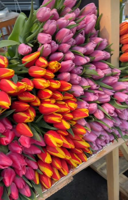 Качественные тюльпаны оптом и в розницу