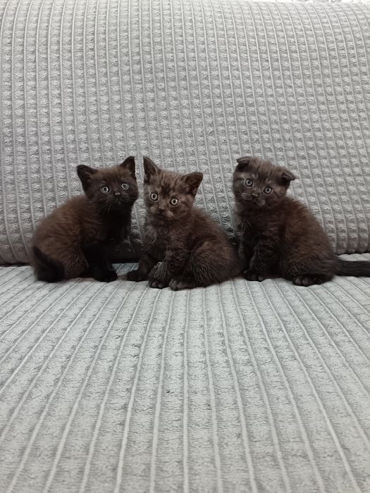 Котята скотиш фолд и скотиш страйт