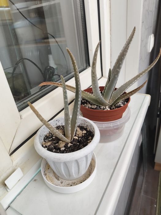 Алое вера ростки в рошке