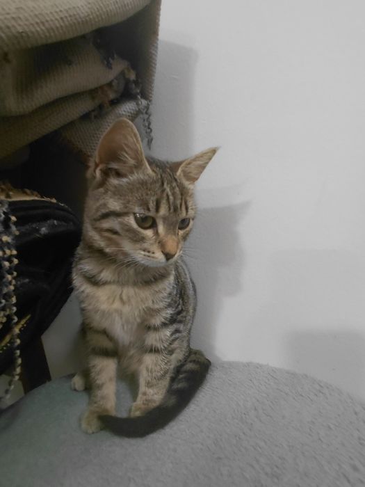 Подарявам котеее