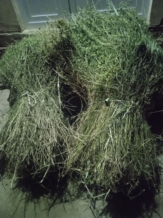 Тез ва арзон нархда беда сотилади, манзил Пешку Тумани Коракалпок МФЙ