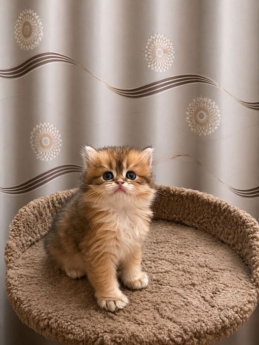 Британские котята.