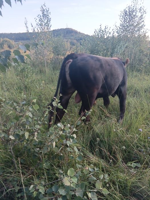 Taur de vânzare