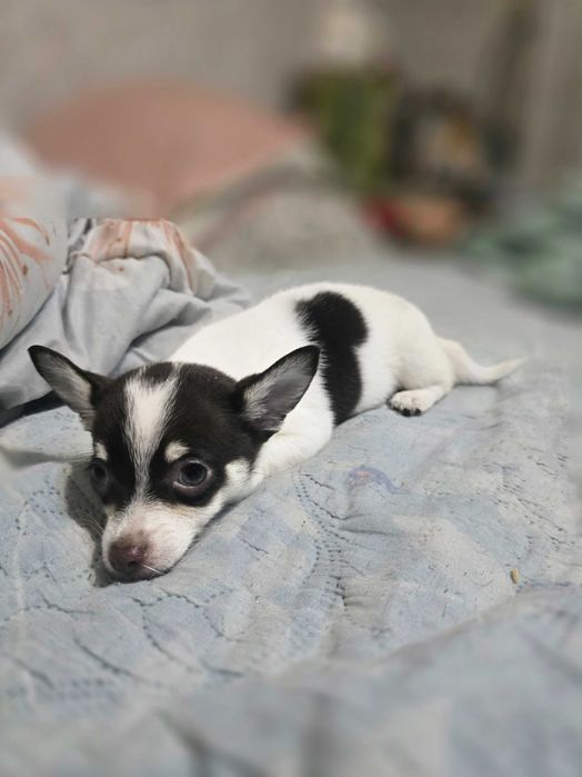 Пинчери 2 женски