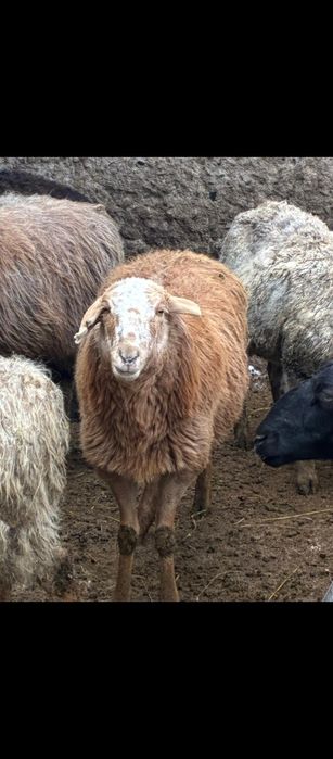 Кой сатылады,продаются бараны