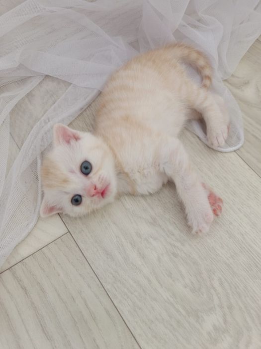 Продам котят Скоттиш - фолд