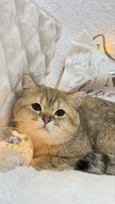 Золотая штншилла мальчик