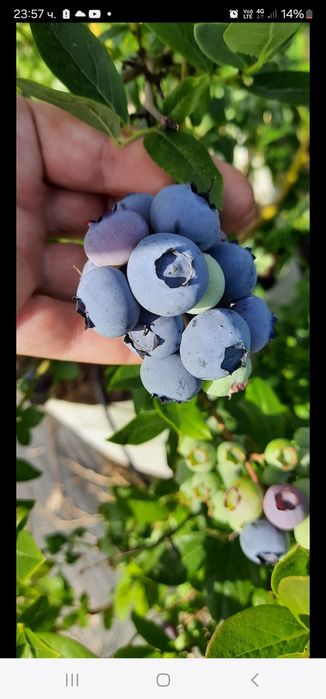 Боровинки разсад