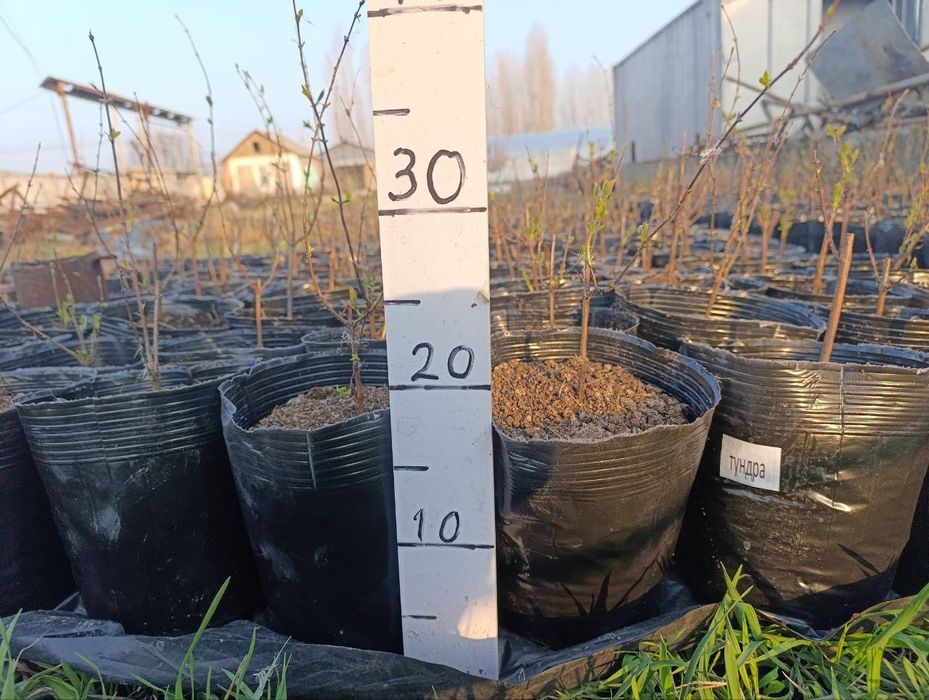 Жимолость jimolost