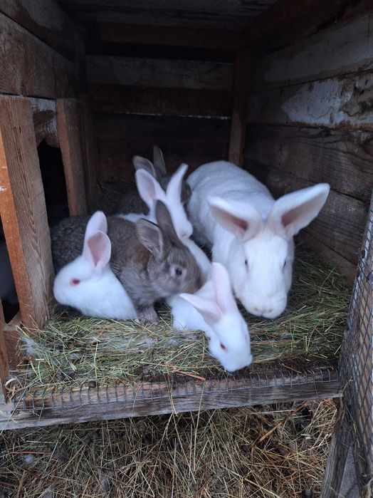 Майката е  Цика а малките са кръстоска