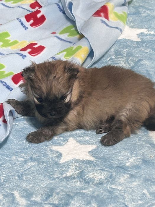 Бронь на померанского шпица