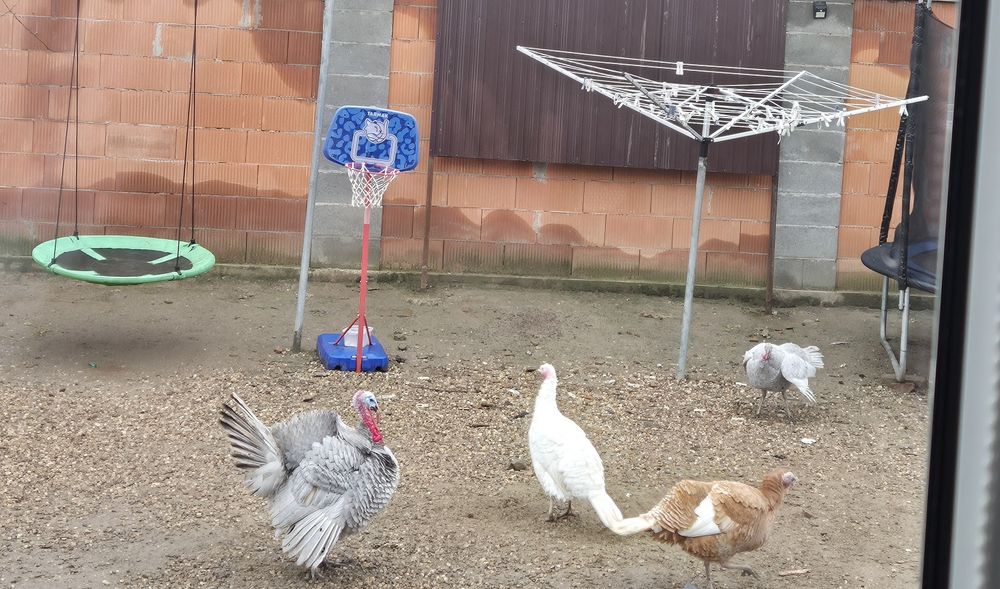 Vand o familie de curcani