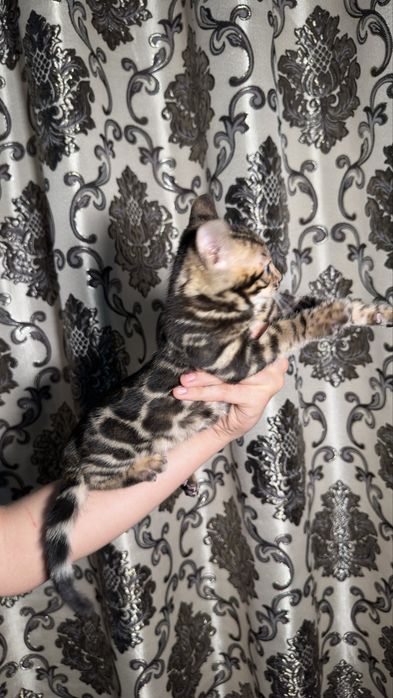 Бенгалы чистокровные