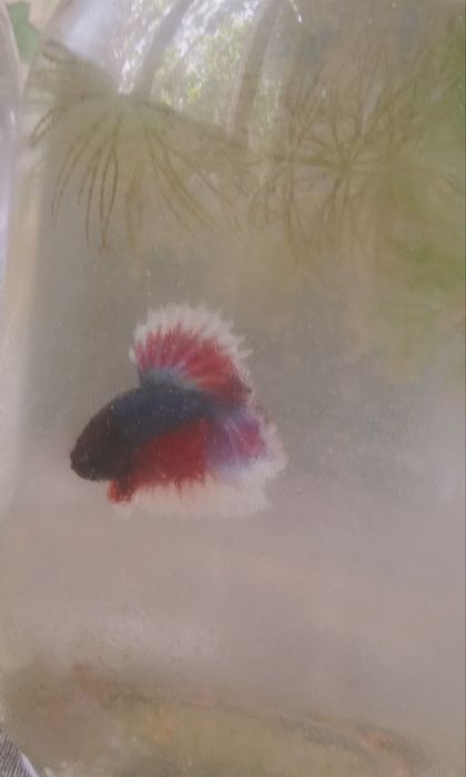 Петушки рыбки молодые