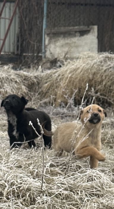 Отдам щенят в хорошие руки