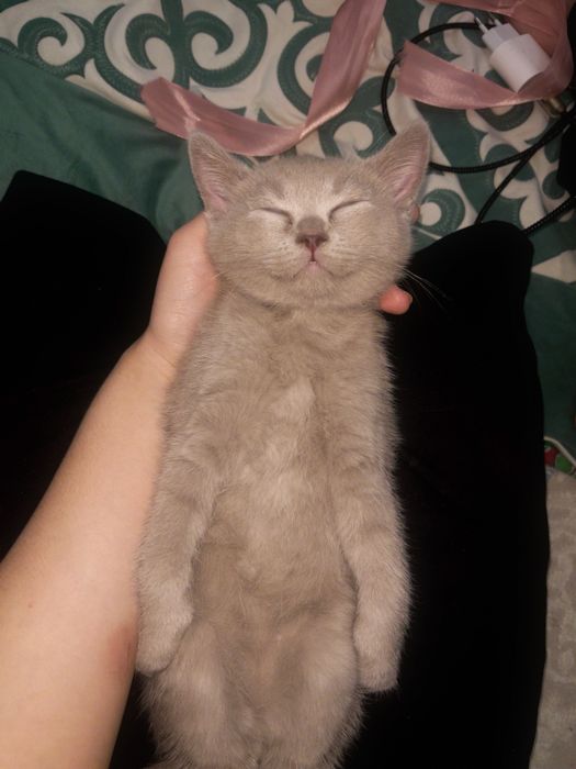 Британский котик,породистый