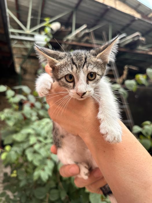 Отдам котят в хорошое руки